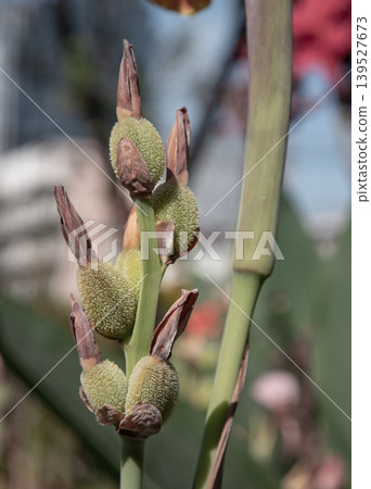 Emerging from a slender, jade-colored stalk, a cluster of textured seed pods stands as a testament to the quiet transition of life. These architectural forms, cloaked in a fine, mossy-green fuzz, 139527673