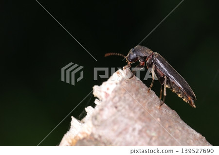 This is a living creature, an insect, possibly a male *Crocothemis servilia*. Four tufts of hair are visible on its abdominal segments. This is a living creature, an insect, possibly a male *Crocothemis servilia*. Four tufts of hair are visible on its abdominal segments. 139527690