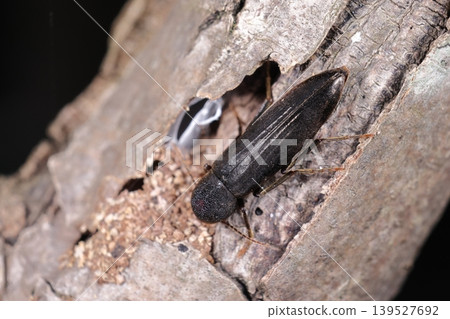 Living creature, insect: *Crocothemis fuscipes*. The elytra have corrugated vertical ridges. Its head remains hidden. Living creature, insect: *Crocothemis fuscipes*. The elytra have corrugated vertical ridges. Its head remains hidden. 139527692
