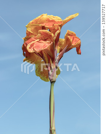 Against a serene expanse of azure, a solitary Canna Lily ascends, its petals a vibrant mosaic of sun-drenched gold and fiery orange. The ruffled, delicate edges reveal a painterly pattern of speckles Against a serene expanse of azure, a solitary Canna Lily ascends, its petals a vibrant mosaic of sun-drenched gold and fiery orange. The ruffled, delicate edges reveal a painterly pattern of speckles 139527717