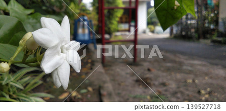 White jasmine flowers bloom in the background of a blurry road White jasmine flowers bloom in the background of a blurry road 139527718
