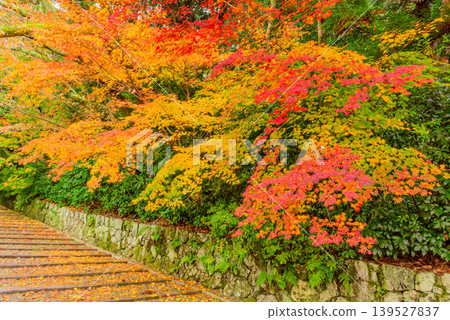 京都光明寺:秋景 - 絢麗的秋葉裝飾著石牆和鵝卵石小路,在通往寺廟的路上營造出一種空曠寂寥寥寥的景象。 京都光明寺:秋景 - 絢麗的秋葉裝飾著石牆和鵝卵石小路,在通往寺廟的路上營造出一種空曠寂寥寥寥的景象。 139527837