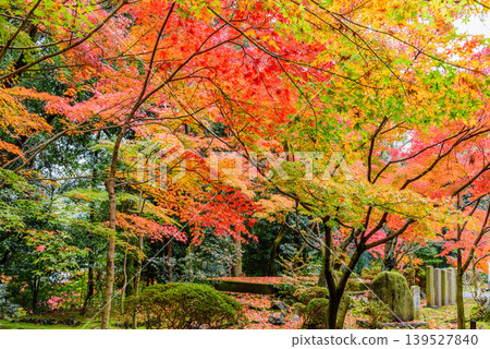 Autumn foliage at Komyoji Temple in Kyoto: A haiku monument by Koka Shiota surrounded by vibrant maple leaves and the scenery of fallen leaves. Autumn foliage at Komyoji Temple in Kyoto: A haiku monument by Koka Shiota surrounded by vibrant maple leaves and the scenery of fallen leaves. 139527840