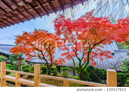 A view of vibrant autumn leaves and traditional tiled roofs from beneath the eaves of the Shakado Hall at Komyoji Temple in Kyoto. A view of vibrant autumn leaves and traditional tiled roofs from beneath the eaves of the Shakado Hall at Komyoji Temple in Kyoto. 139527853