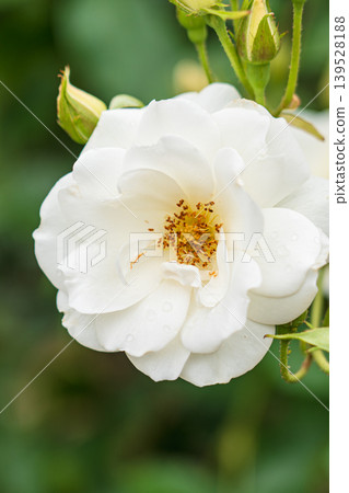 White Rose White Rose 139528188
