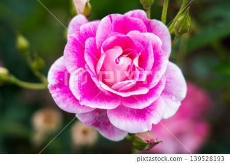 玫瑰園裡盛開著粉色和白色的玫瑰花 139528193