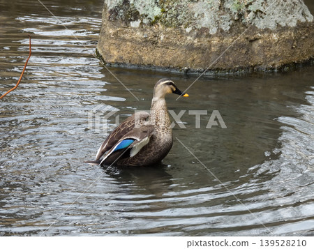 Chishaku-in Temple, Lotus Pond, Mallard Ducks Chishaku-in Temple, Lotus Pond, Mallard Ducks 139528210