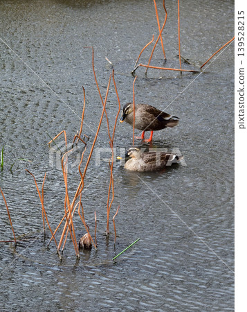 Chishaku-in Temple, Lotus Pond, Mallard Ducks Chishaku-in Temple, Lotus Pond, Mallard Ducks 139528215