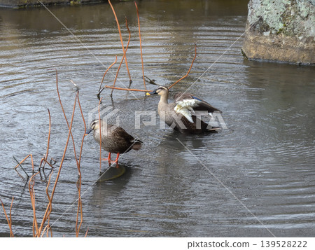 Chishaku-in Temple, Lotus Pond, Mallard Ducks Chishaku-in Temple, Lotus Pond, Mallard Ducks 139528222