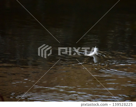 Chishaku-in Temple, Lotus Pond, Mallard Duck Feathers Chishaku-in Temple, Lotus Pond, Mallard Duck Feathers 139528225