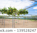 Kiwi field 139528247