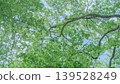 I look up to the forest of fresh green 139528249