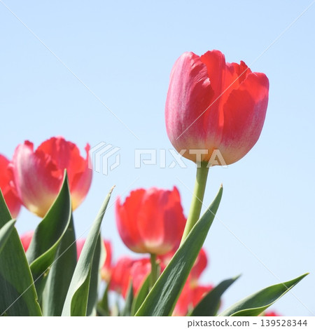 A tulip that shines in the blue sky A tulip that shines in the blue sky 139528344