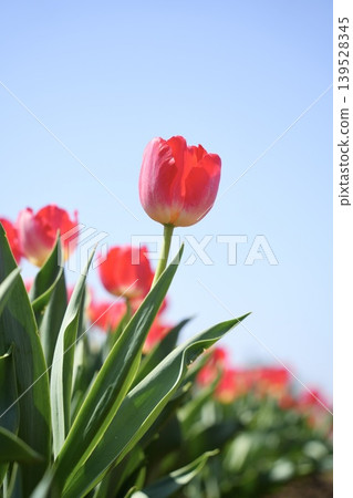 A tulip that shines in the blue sky A tulip that shines in the blue sky 139528345