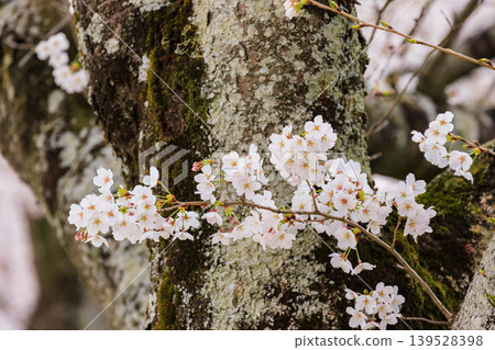 菅形川休閒公園的櫻花(栃木縣下付市) 菅形川休閒公園的櫻花(栃木縣下付市) 139528398