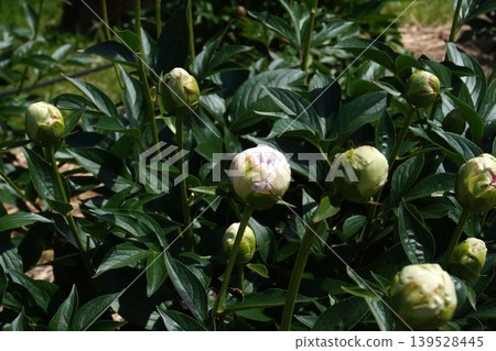 Peony flower "Kaguya-hime" - May 2026 139528445