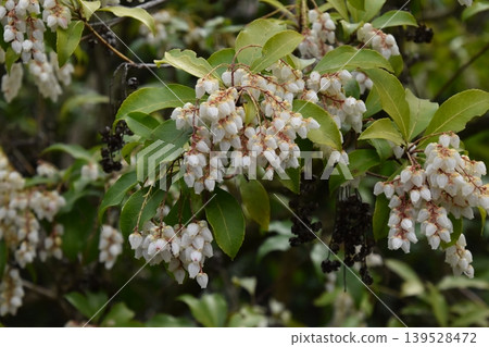 Uji Botanical Garden 139528472