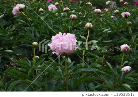 Peony flower "Sarah Bernard" - May 2026 Peony flower "Sarah Bernard" - May 2026 139528512