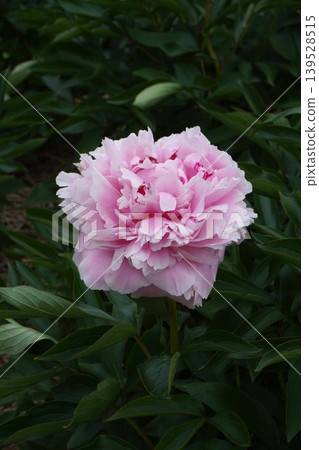 Peony flower "Sarah Bernard" - May 2026 Peony flower "Sarah Bernard" - May 2026 139528515