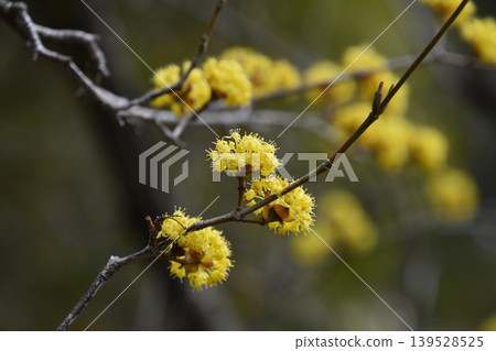 Uji Botanical Garden 139528525
