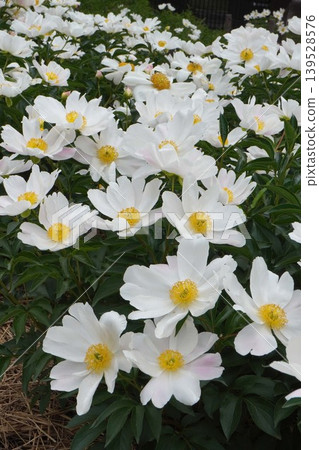 Peony flower "Seven Lucky Gods" May 2026 Peony flower "Seven Lucky Gods" May 2026 139528576