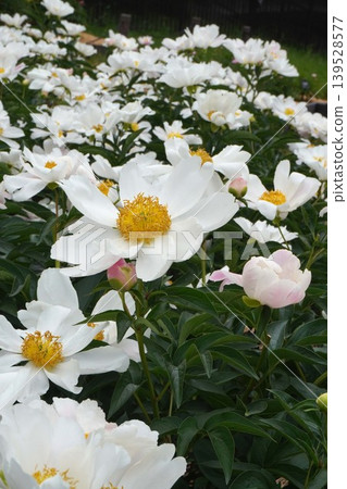 牡丹花「七福神」 2026年5月 牡丹花「七福神」 2026年5月 139528577
