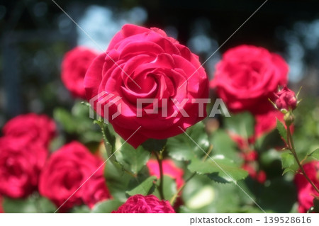 The red roses are blooming beautifully. The red roses are blooming beautifully. 139528616