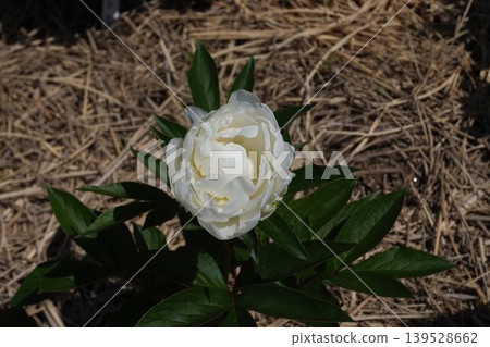 Peony flower "Snow White" May 2026 139528662
