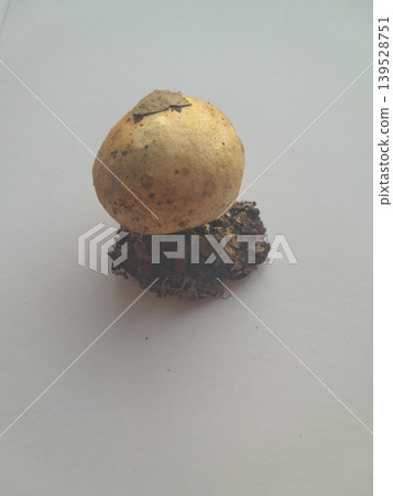 Foraged mushroom on white background Foraged mushroom on white background 139528751