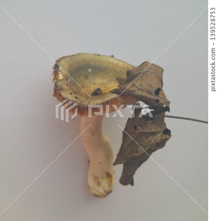 Foraged mushroom on white background Foraged mushroom on white background 139528753