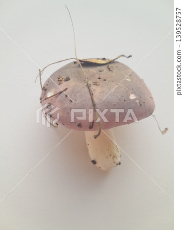 Foraged mushroom on white background Foraged mushroom on white background 139528757