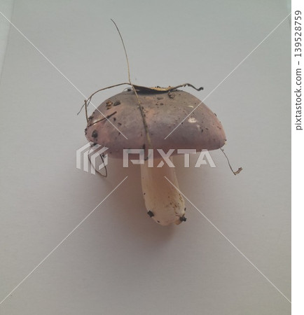 Foraged mushroom on white background Foraged mushroom on white background 139528759