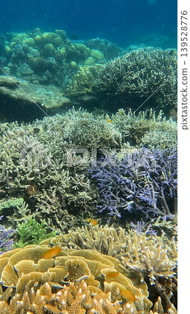 Colorful coral reef showcasing diverse coral species and aquatic life in a thriving marine environment in Dauin, Philippines Colorful coral reef showcasing diverse coral species and aquatic life in a thriving marine environment in Dauin, Philippines 139528776