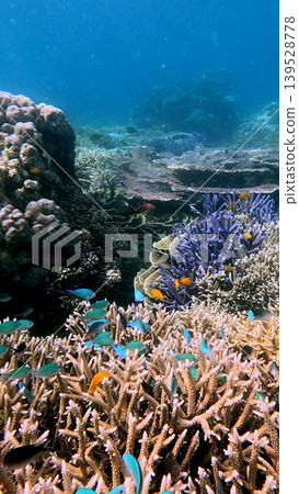 Ethereal underwater scene of a thriving coral reef teeming with diverse marine fish species like chromis and damsels swimming in graceful schools. Dauin, Philippines Ethereal underwater scene of a thriving coral reef teeming with diverse marine fish species like chromis and damsels swimming in graceful schools. Dauin, Philippines 139528778