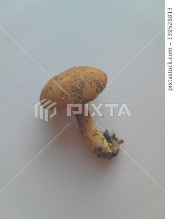 Foraged mushroom on white background Foraged mushroom on white background 139528813
