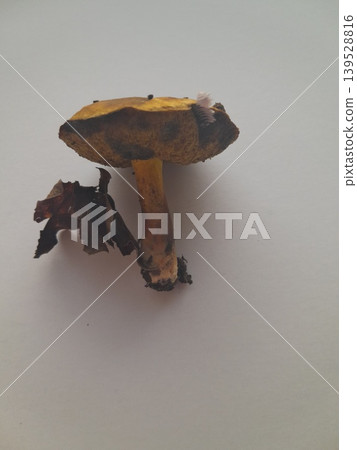 Foraged mushroom on white background Foraged mushroom on white background 139528816
