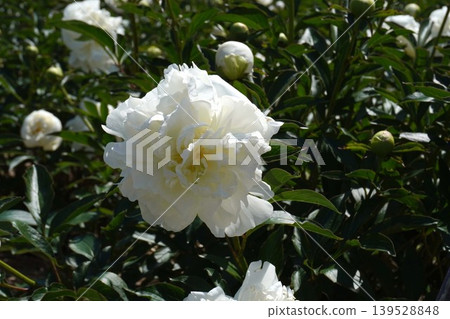 Peony flower "Dutch Snemour" - May 2026 Peony flower "Dutch Snemour" - May 2026 139528848