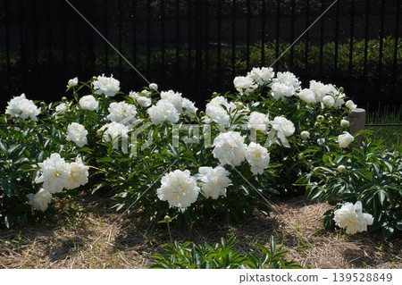 Peony flower "Dutch Snemour" - May 2026 Peony flower "Dutch Snemour" - May 2026 139528849