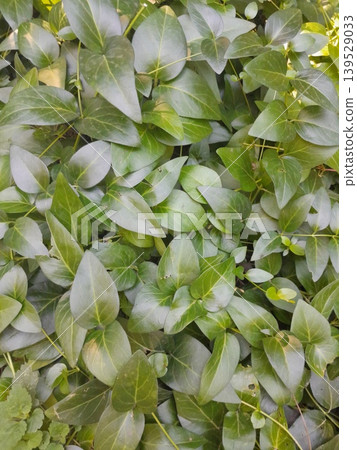 Lush Forest with Trees and Dense Greenery in Sunlight 139529033