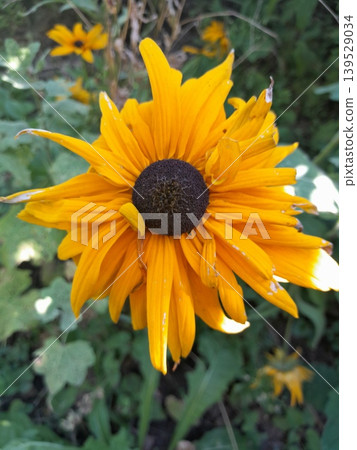 Close-up of yellow rudbeckia flower in garden sunlight Close-up of yellow rudbeckia flower in garden sunlight 139529034