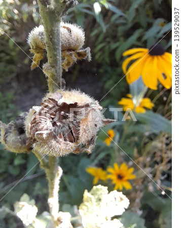 Close-up of dried seed pod with textured fibers in wild garden Close-up of dried seed pod with textured fibers in wild garden 139529037