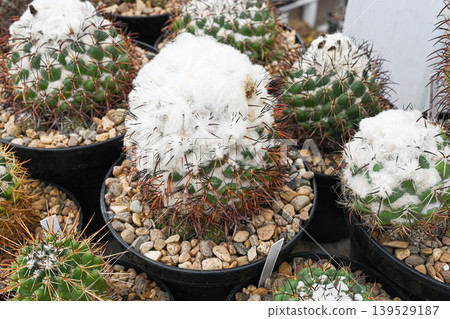 Close-up indoor cactus Coryphantha greenwoodii 139529187