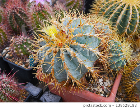 Close-up of Ferocactus glaucescens Close-up of Ferocactus glaucescens 139529188