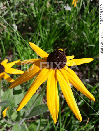 Close-up of yellow rudbeckia flower in garden sunlight 139529240