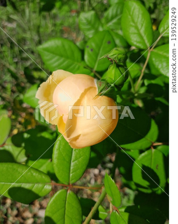 Close-up of delicate rose with soft edges in garden sunlight 139529249