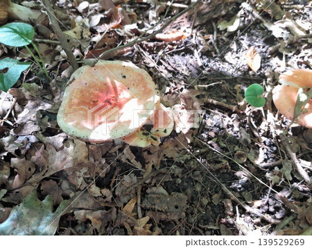 Mushrooms in dry fallen leaves on forest ground in sunlight and shadow Mushrooms in dry fallen leaves on forest ground in sunlight and shadow 139529269