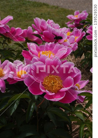 Peony flower "Togen" - May 2026 Peony flower "Togen" - May 2026 139529330