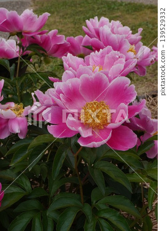 Peony flower "Togen" - May 2026 Peony flower "Togen" - May 2026 139529332