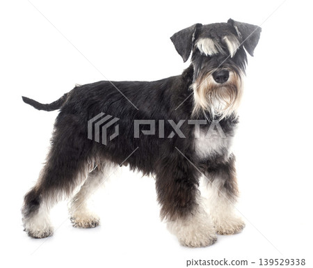 adult miniature schnauzer adult miniature schnauzer 139529338