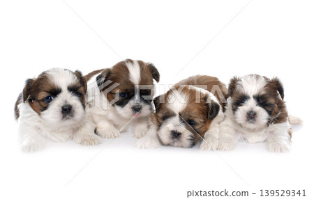 four puppies shitzu four puppies shitzu 139529341